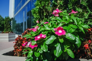 Professional Gig Harbor commercial landscaper in WA near 98335